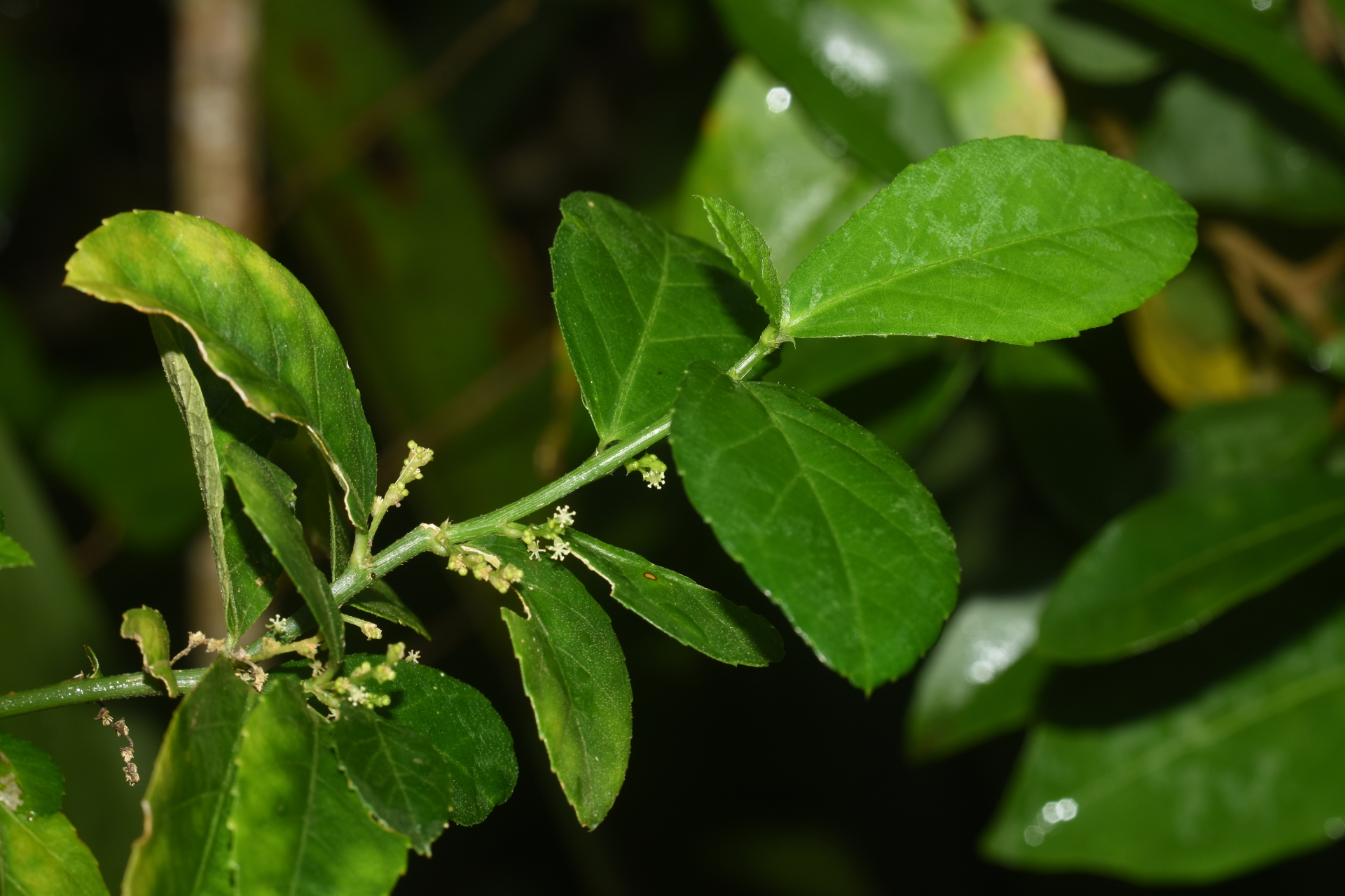 Bernardia corensis (Jacq.) Müll.Arg. - Photo Bivouac Naturaliste
